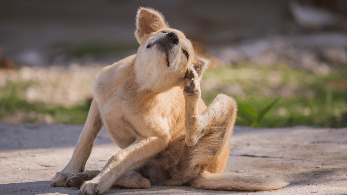 Hund kratzt sich hinter dem Ohr