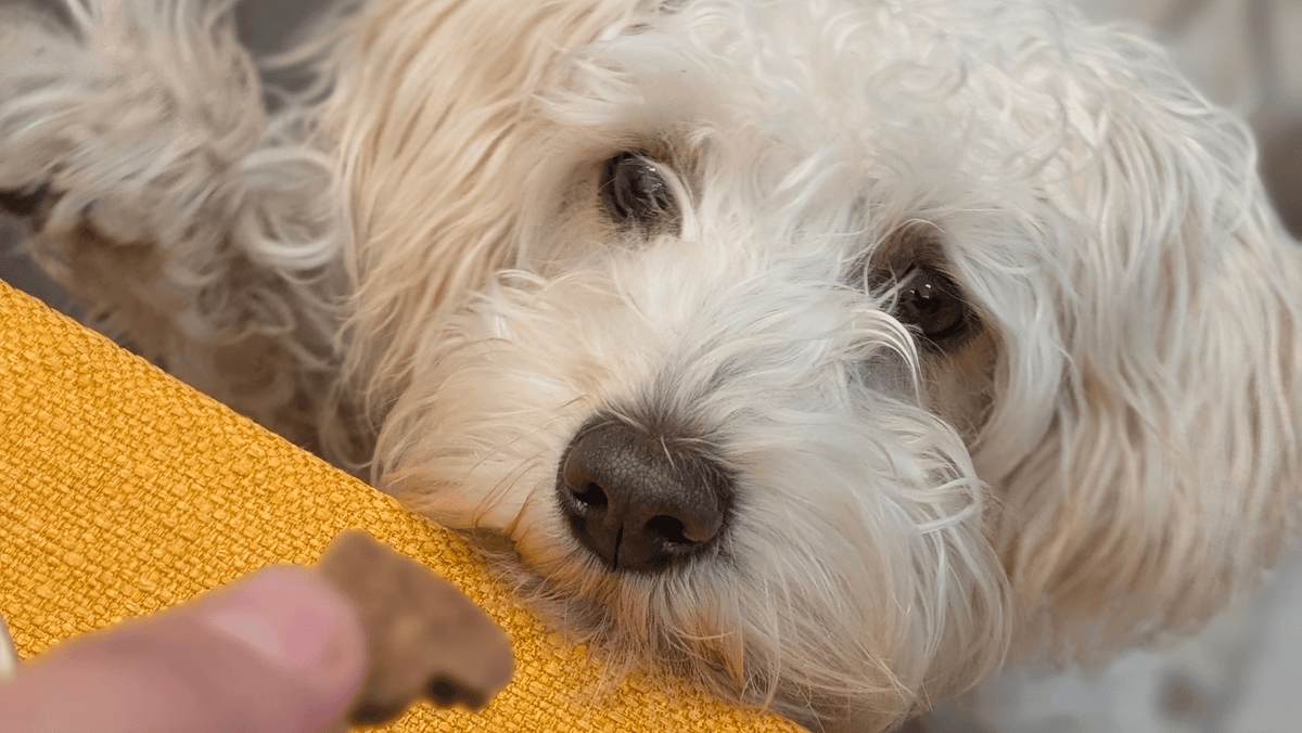 Hund veganes Leckerli